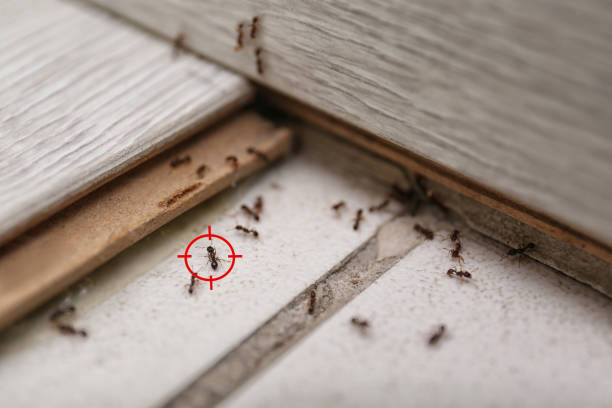 Best Local Pest Control Services  in Parma Heights, OH
