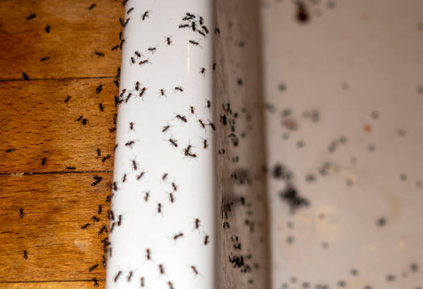 Best Pest Control for Homes  in Parma Heights, OH
