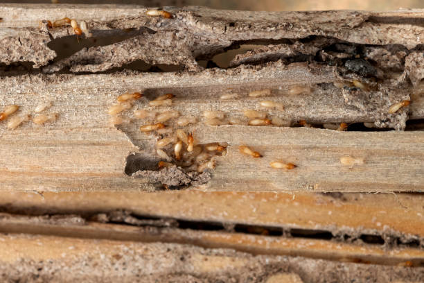 Best Cockroach Control Services  in Parma Heights, OH